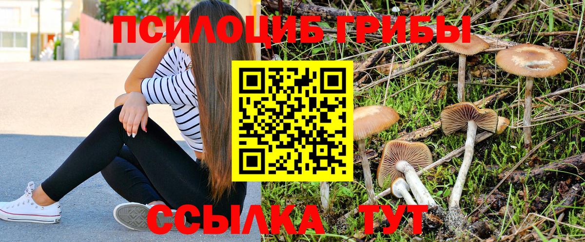 Псилоцибиновые грибы Psilocybe Рубцовск